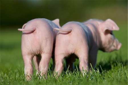 Two piglets, rear view Stock Photo - Premium Royalty-Free, Code: 614-06043456