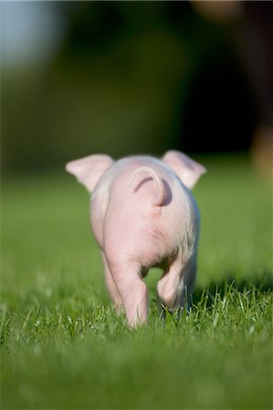 Piglet, rear view Foto de stock - Sin royalties Premium, Código: 614-06043458