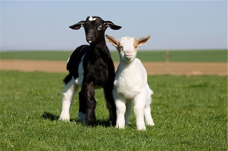 Two goat kids in field Stock Photo - Premium Royalty-Free, Code: 614-06043451