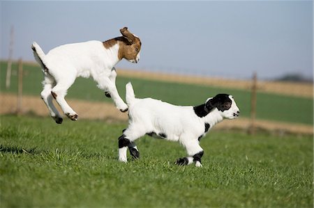 flexible animals - Two goat kids jumping Stock Photo - Premium Royalty-Free, Code: 614-06043452