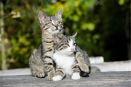 Two cats on fence Foto de stock - Sin royalties Premium, Código: 614-06043464