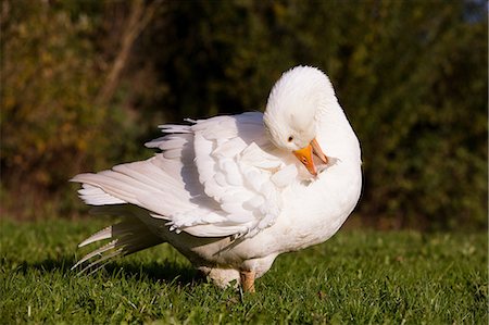 putzen - Goose preening Foto de stock - Sin royalties Premium, Código: 614-06043467