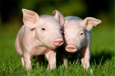 pink baby pig images - Deux porcelets sur l'herbe Photographie de stock - Premium Libres de Droits, Code: 614-06043460