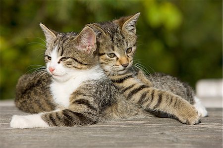 Two cats on fence Foto de stock - Sin royalties Premium, Código: 614-06043461