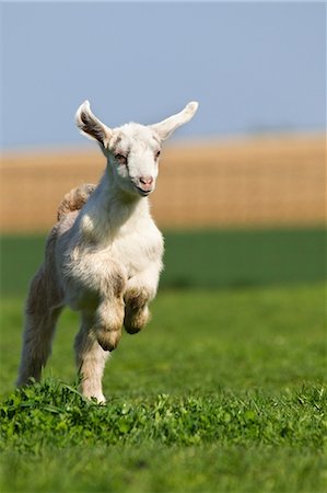 Goat kid running on grass Stock Photo - Premium Royalty-Free, Code: 614-06043474