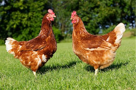 symmetrical animals - Two hens on grass Stock Photo - Premium Royalty-Free, Code: 614-06043476