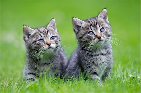 Two kittens on grass Foto de stock - Sin royalties Premium, Código: 614-06043477