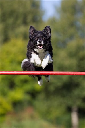 Dog jumping over bar Stock Photo - Premium Royalty-Free, Code: 614-06043486