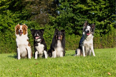 sheep dog portraits - Four dogs sitting on grass Stock Photo - Premium Royalty-Free, Code: 614-06043483