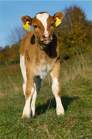 Calf with ear tags Foto de stock - Royalty Free Premium, Número: 614-06043498
