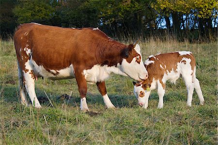 Vache et veau dans le champ Photographie de stock - Premium Libres de Droits, Code: 614-06043499