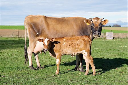 Cow and calf in field Foto de stock - Sin royalties Premium, Código: 614-06043504