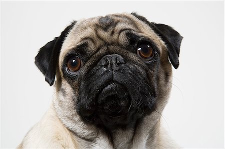 dog head - Pug dog close up, portrait Stock Photo - Premium Royalty-Free, Code: 614-06043506