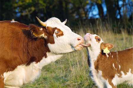 farm cows - Cow licking calf Stock Photo - Premium Royalty-Free, Code: 614-06043500