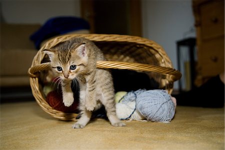 Kittens hanging on basket handle Foto de stock - Royalty Free Premium, Número: 614-06043514