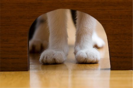 Cats paws and mouse hole Foto de stock - Sin royalties Premium, Código: 614-06043512