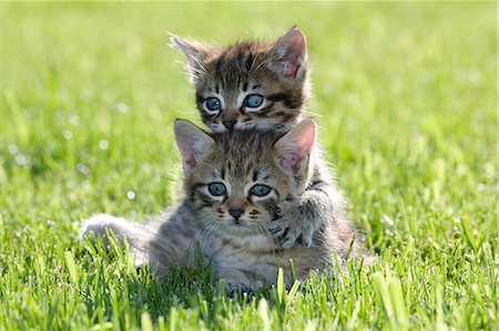 domestic cat and outdoors and nobody - Two kittens on grass Stock Photo - Premium Royalty-Free, Code: 614-06043513