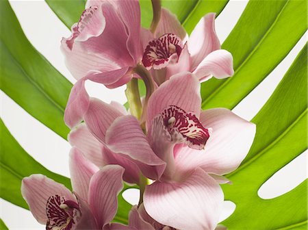 simple nature - Pink flower against leaf Foto de stock - Sin royalties Premium, Código: 614-06043687