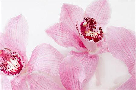 Two pink flowers, close up Stock Photo - Premium Royalty-Free, Code: 614-06043704