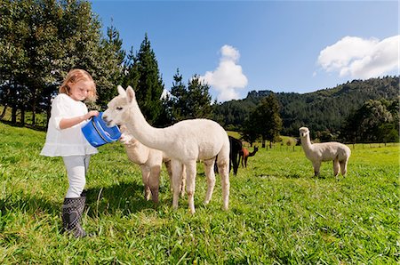 Fille alpagas dans le domaine de l'alimentation Photographie de stock - Premium Libres de Droits, Code: 614-06043920