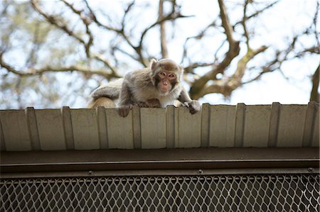 Sauvage macaque à longue queue sur le toit, angle faible Photographie de stock - Premium Libres de Droits, Code: 614-06168773