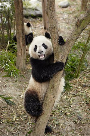 panda bear - Giant Panda climbing a tree at the Chengdu Panda Breeding Research Center Stock Photo - Premium Royalty-Free, Code: 614-06168784