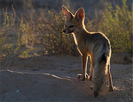 simsearch:614-00656476,k - Cape Fox à rat, Kgalagadi Transfrontier Park, Afrique Photographie de stock - Premium Libres de Droits, Code: 614-06169144