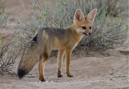 renard - Cape Fox, Kgalagadi Transfrontier Park, Afrique Photographie de stock - Premium Libres de Droits, Code: 614-06169146