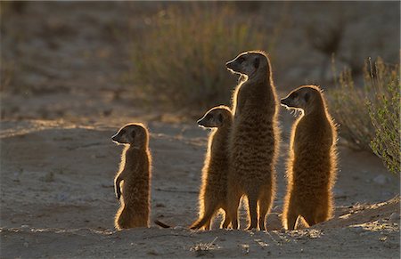 Meerkats catching the morning sun, Kgalagadi Transfrontier Park, Africa Stock Photo - Premium Royalty-Free, Code: 614-06169149