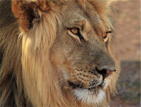 Lion portrait, Kgalagadi Transfrontier Park, Africa Foto de stock - Sin royalties Premium, Código: 614-06169157