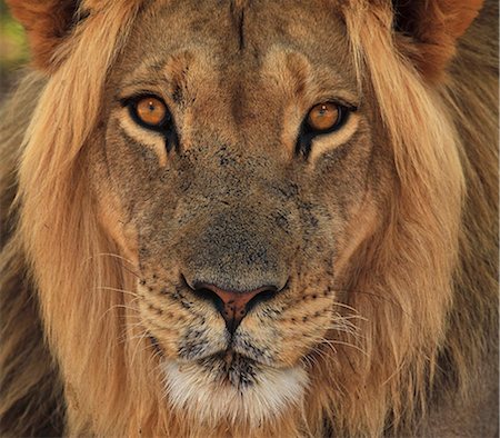 face d'animal - Lion portrait, Kgalagadi Transfrontier Park, Afrique Photographie de stock - Premium Libres de Droits, Code: 614-06169158