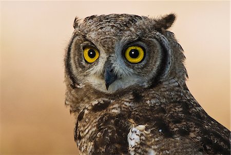 Spotted Eagle Owl, Kgalagadi Transfrontier Park, Afrique Photographie de stock - Premium Libres de Droits, Code: 614-06169159