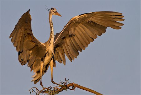 pluma - Grey Heron landing, Lonehill Dam, Johannesburg, South Africa Foto de stock - Royalty Free Premium, Número: 614-06169152