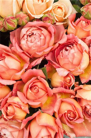 Peach coloured roses Foto de stock - Sin royalties Premium, Código: 614-06169185