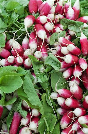 Radishes Stock Photo - Premium Royalty-Free, Code: 614-06169183