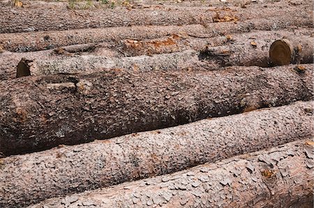 Eastern White Pine Tree logs Stock Photo - Premium Royalty-Free, Code: 614-06311727