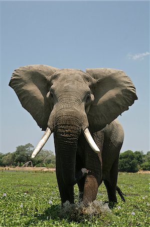 Elephant bull in mock charge, Mana Pools, Zimbabwe Foto de stock - Sin royalties Premium, Código: 614-06311830