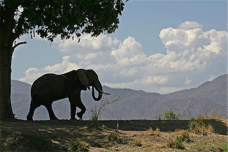 African elephant bull and sausage tree, Mana Pools, Zimbabwe Stock Photo - Premium Royalty-Free, Code: 614-06311831