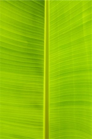 Close up of banana leaf Foto de stock - Sin royalties Premium, Código: 614-06311890