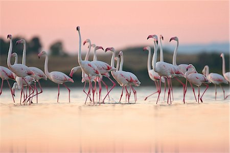 flamenco - Greater Flamingos (Phoenicopterus roseus), Oristano, Sardinia Foto de stock - Sin royalties Premium, Código: 614-06336470