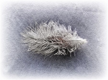 simsearch:614-06402703,k - A feather Fotografie stock - Premium Royalty-Free, Codice: 614-06402701