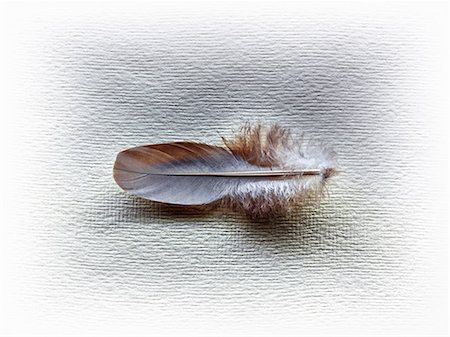 pluma - A feather Foto de stock - Royalty Free Premium, Número: 614-06402702