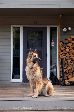 discipliner - Berger allemand sur le porche de la maison Photographie de stock - Premium Libres de Droits, Code: 614-06402849