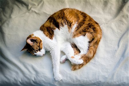 domestic cat - Ginger cat curled up on bed Stock Photo - Premium Royalty-Free, Code: 614-06402865