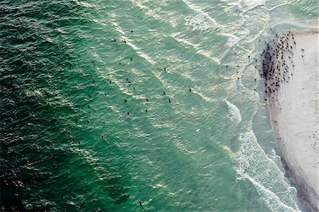 emerald green - Flock of birds over ocean at Egmont Key National Wildlife Refuge, Tampa Bay, Florida, USA Foto de stock - Sin royalties Premium, Código: 614-06402867