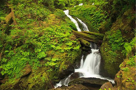 scenic and waterfall - Seasonal creek, Graves Creek area, Olympic National Park, Washington, USA Foto de stock - Sin royalties Premium, Código: 614-06403107