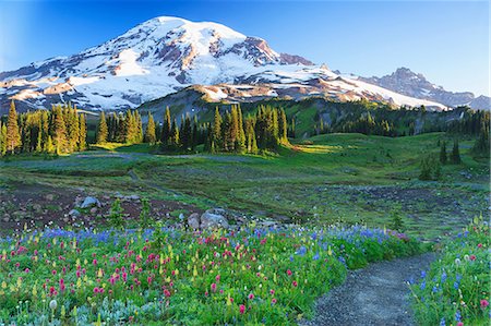 Summer alpine wild flower meadow, Mount Rainier National Park, Washington, USA Foto de stock - Sin royalties Premium, Código: 614-06403114