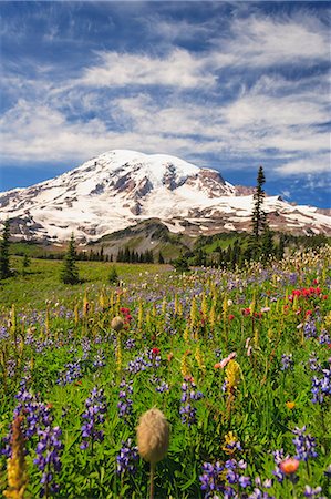 Summer alpine wild flower meadow, Mount Rainier National Park, Washington, USA Stock Photo - Premium Royalty-Free, Code: 614-06403116