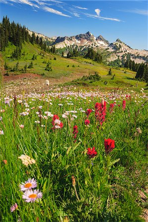 red mountains - Summer alpine wild flower meadow, Mount Rainier National Park, Washington, USA Foto de stock - Sin royalties Premium, Código: 614-06403117