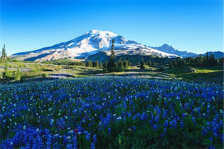 Summer alpine wild flower meadow on Skyline Trail, Mount Rainier National Park, Washington, USA Stock Photo - Premium Royalty-Free, Code: 614-06403118